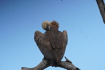 White-backed Vulture