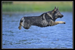 Flying dog