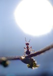 Myran och solen