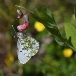 aurorafj&auml;ril hona