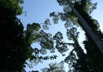 Träd på Borneo
