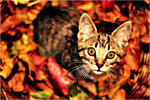 Autumn Cat