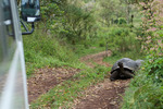 Galapagossköldpaddor på väg