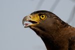 Crested Serpent Eagle