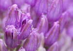 Knoppande allium