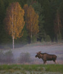 Höstfärger och älg