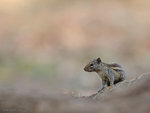 Five-striped Palm Squirrel