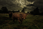 Highland Cattle