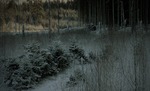 Skog i vinterskrud