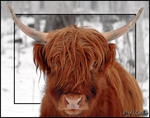 HIGHLAND CATTLE