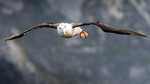 Albatrossen glidflyger