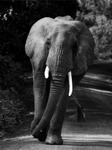 Elefant i Lake Manyara National Park, Tanzania.