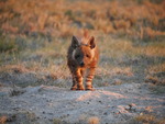 Brun Hyena