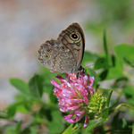 Berggr&auml;sfj&auml;ril