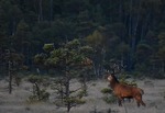 tolvtaggaren passerar myren