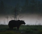Midnatt i björnriket