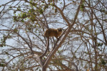 Klipphyrax