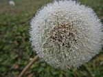 Dagg på maskrosboll