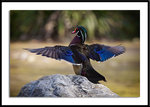 Wood duck