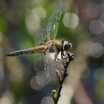 Sl&auml;nda p&aring; disco