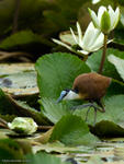 African Jacana