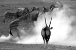 From dust to dust during dry season.