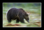 Running bear