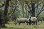 Noshörningar i Kenya