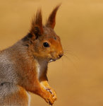 Ekorre med fr&ouml; i munnen