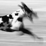 Grand Danoa p&aring; l&oslash;p...