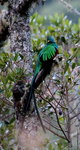 Resplendent Quetzal