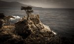 The Lone Cypress