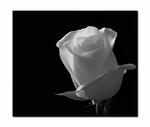 den vita rosen