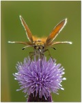 Facing A Skipper