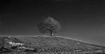 Tree on a hill