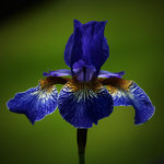 Iris