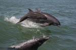 Vilda delfiner