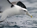 Shy (White-capped) albatross (2)