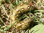 brunsprötad skymningssvärmare larv