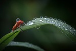 The Water Carrier