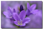 Campanula