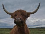 Highland cattle 2