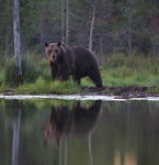 Björn vid en tjärn i skogen