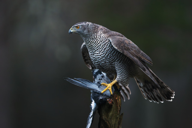 Duvh&ouml;kshonan close-up