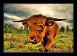 HIGHLAND CATTLE (HDR)