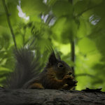 Lunch i bers&aring;n