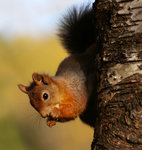 Utan &ouml;rontofsar....