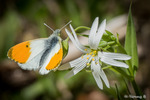 Aurorafjäril på blomma