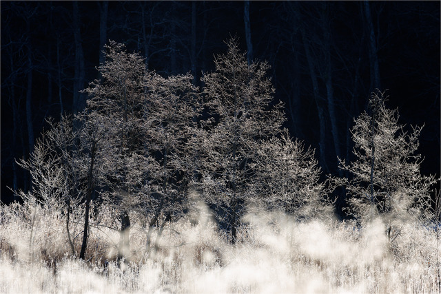 Frostiga tr&auml;d....