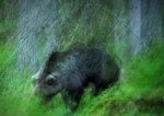 Björn i urskog